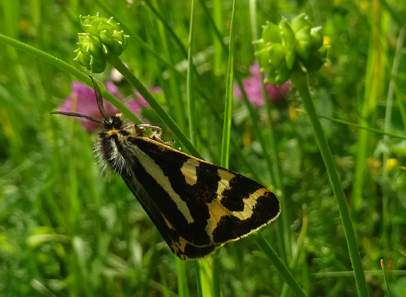 maschi di......Parasemia plantaginis - Erebidae Arctiinae